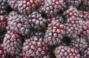 boysenberries-407x265