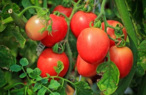Tomatoes (Greenhouse)