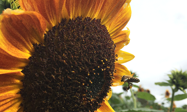 Blog-Image-Gallery-May-Pollinators